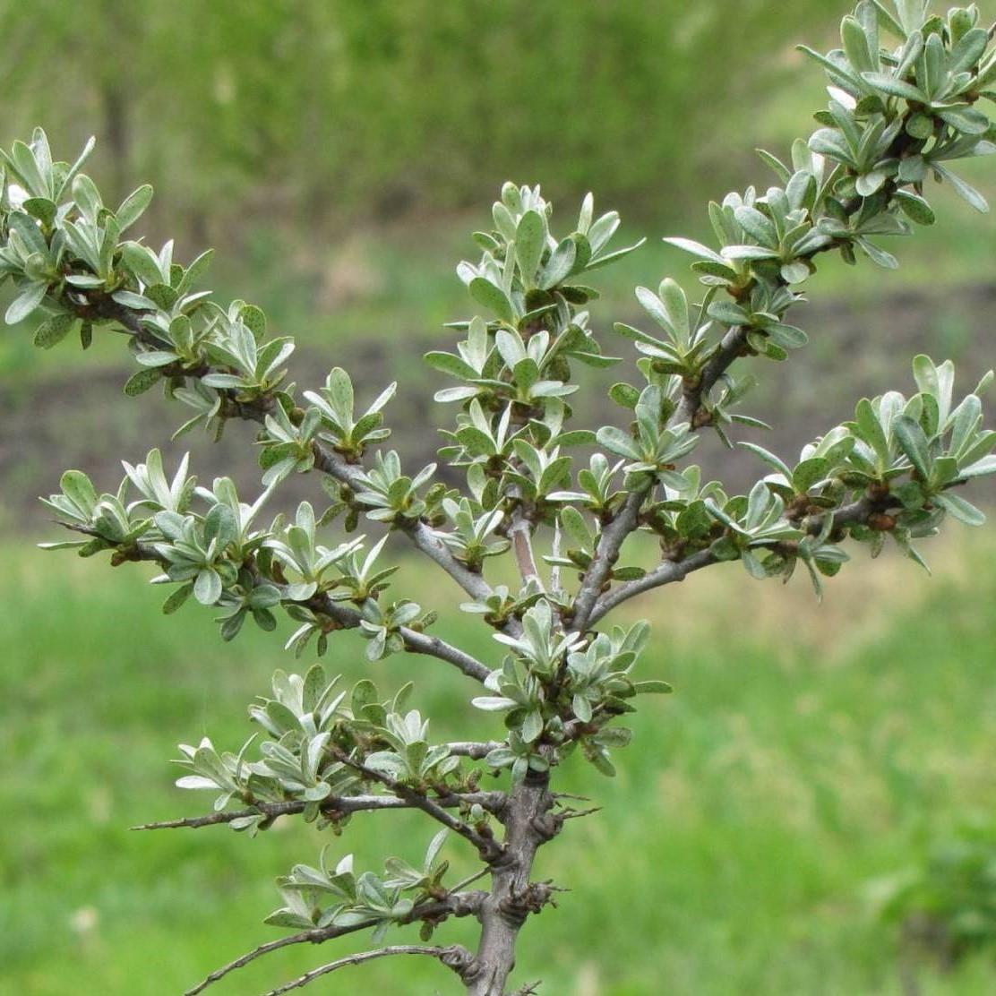 Саджанець обліпихи Чуйської чоловічий запилювач (644539085) Саджанець обліпихи Чуйської чоловічий запилювач (644539085)