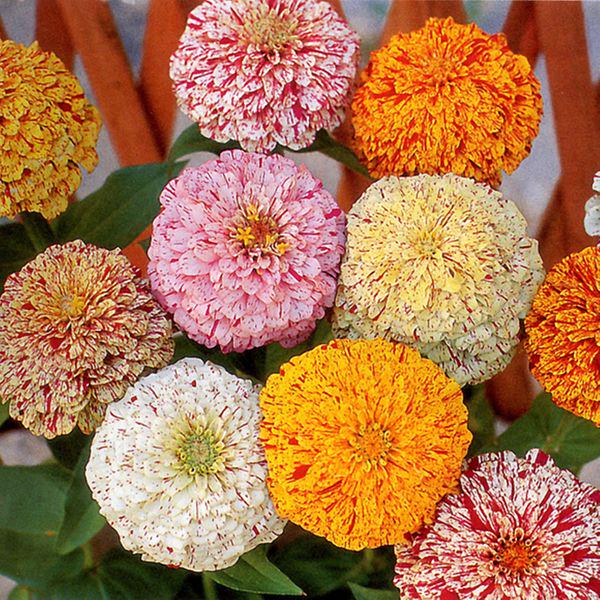 Семена Цинния Пеперминт смесь Профессиональные семена ТД Гекса-Украина 02-01-112 0,5 г (IR002981)