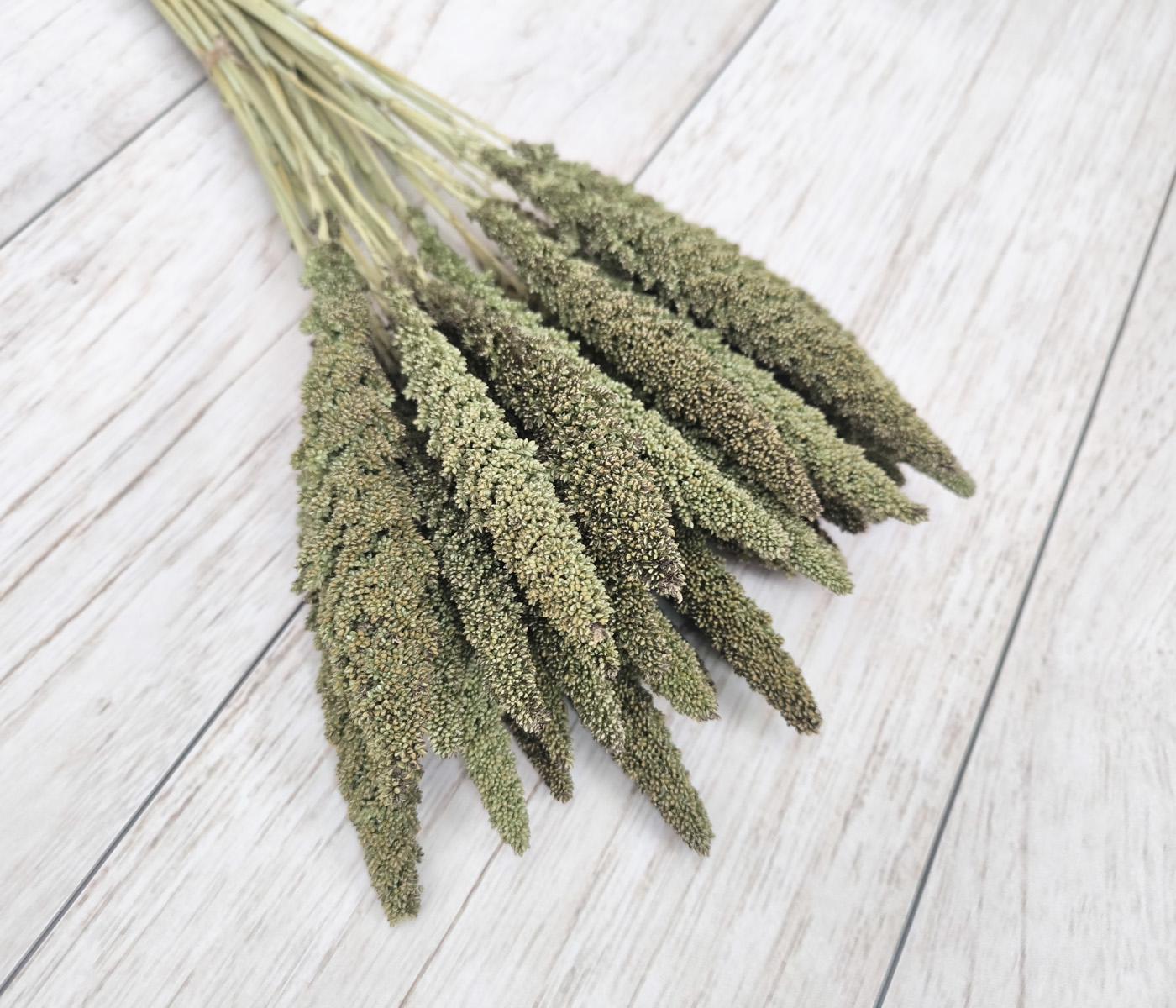 Сухоцвіт чумиза 10 шт. (2688289624)