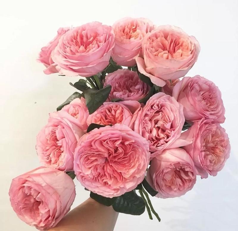 Роза Velet Pink Expression Чайно-гибридная КОНТЕЙНЕРЕ (2669429351)