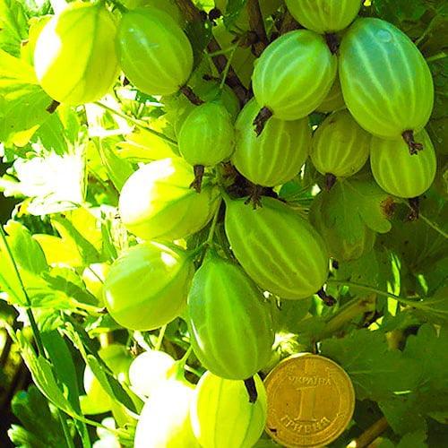 Сажанец Крыжовник Зеленый Дождь поздний срок созревания морозостойкий сорт (46076) Сажанец Крыжовник Зеленый Дождь поздний срок созревания морозостойкий сорт (46076)