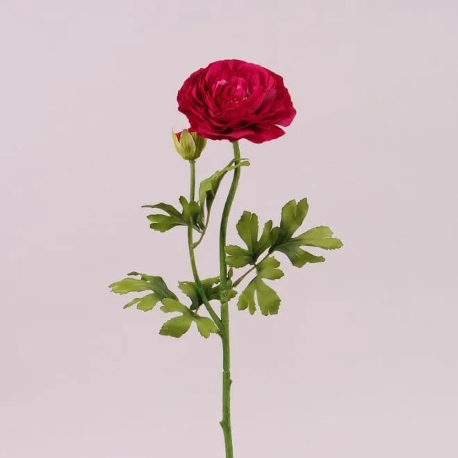 Цветок Ранункулюс Flora Красный (72798)