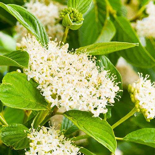 Кизил Florium Flaviramea (3458)