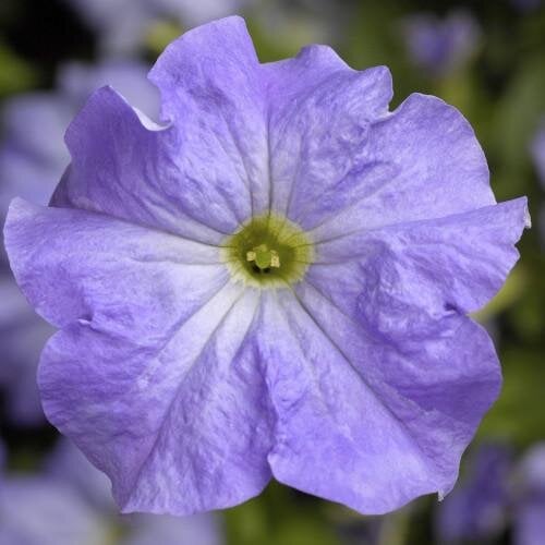 Семена цветов Петуния крупноцветковая Tritunia F1 Sky Blue Syngenta 1000 шт. (BN07489)