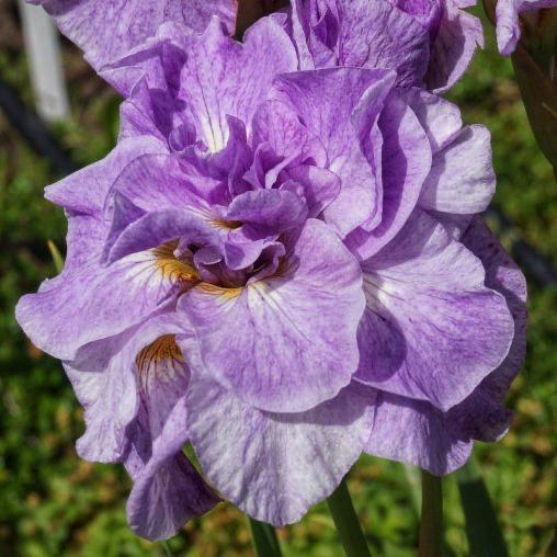 Ирис сибирский Sibirica Imperial Opal 1 шт. (38293421)