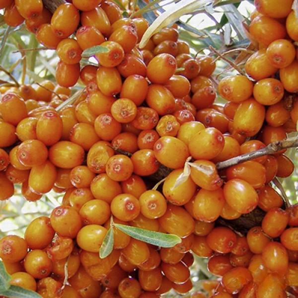 Саджанець обліпихи Августина жіноча рання слабошипна (1568386303) Саджанець обліпихи Августина жіноча рання слабошипна (1568386303)