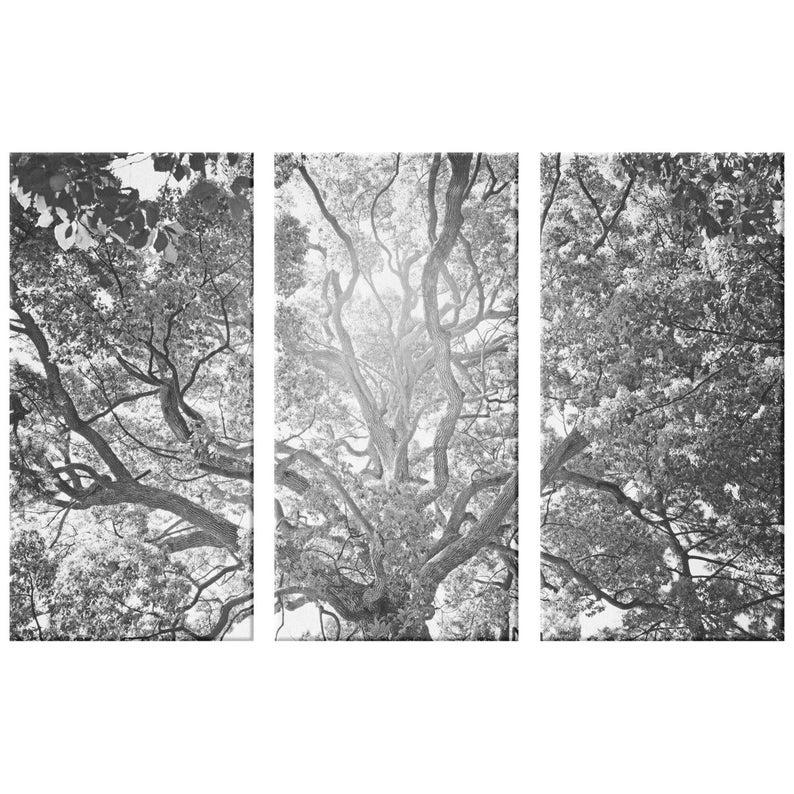 Модульная картина KIL Art Могучая крона из трех частей 78x48 см (M3_M_2)