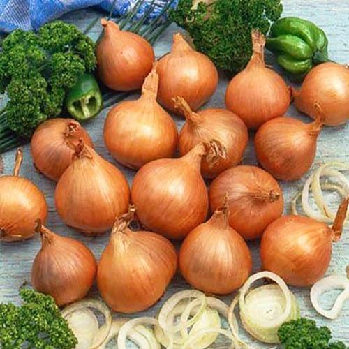 Семена Цибуля Florium Golden Gourmet шалот (2997)