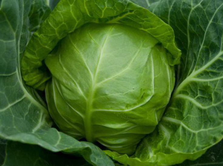 Семена Семена Капуста белокочанная Июньская Агроном ТД Гекса-Украина 01-06-103 5 г (IR02470)