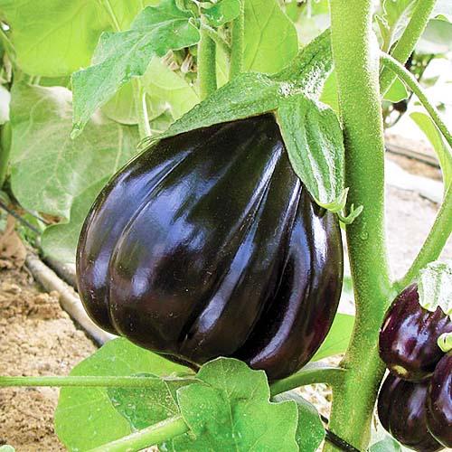 Насіння Баклажан Florium Чорна краса (17559)
