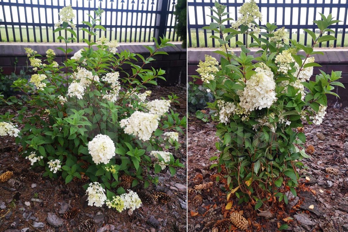 Набор цветочных подставок гортензий Vulcanus Fi 8 мм 30 шт. Черный (2377133140) - фото 7 Набор цветочных подставок гортензий Vulcanus Fi 8 мм 30 шт. Черный (2377133140) - фото 7