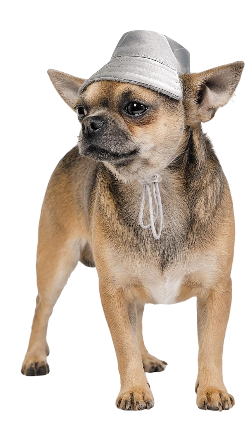 Шапка Pet Fashion Party M Серый (PR242320)