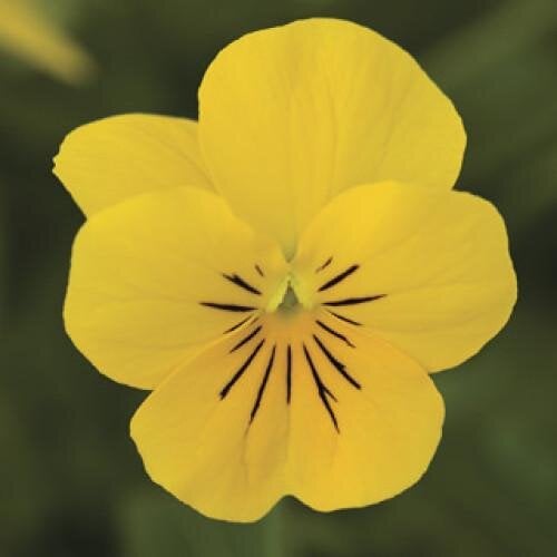 Семена цветов Виола рогатая Syngenta Penny Yellow 500 шт. (BN03743-2)
