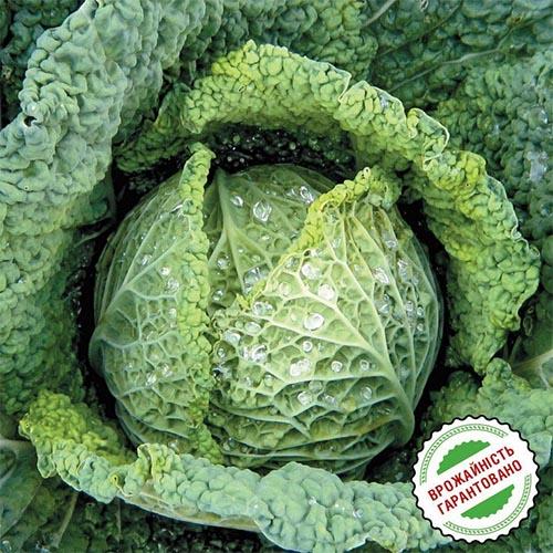 Семена Капуста Florium Савойська Віроса F1 (4190) - фото 2