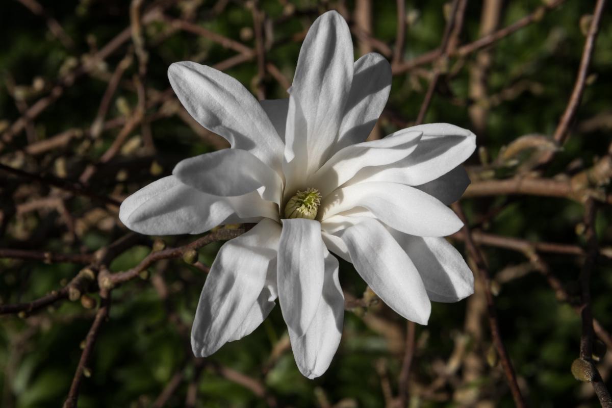 Саджанці Магнолія зірчаста Magnolia stellata 3 шт. (38280898)