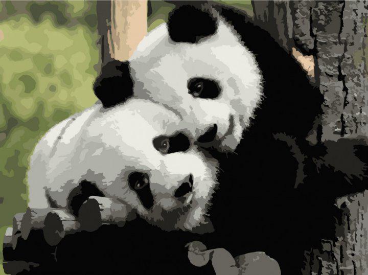 Картина по номерам ART CRAFT Панды инь-янь 40х50 см (11606-АС)