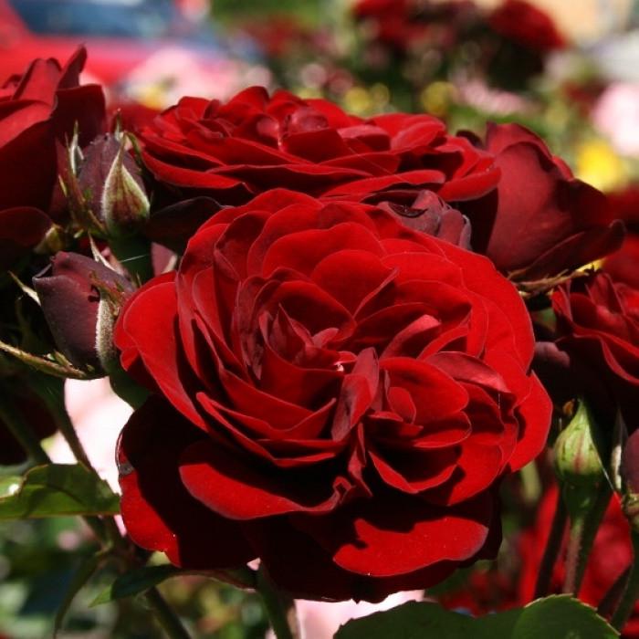 Роза Velet Tornado Флорибунда в контейнере (2558773402)