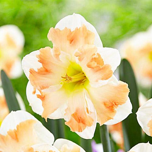 Нарцисс Florium Cum Laude (12663)