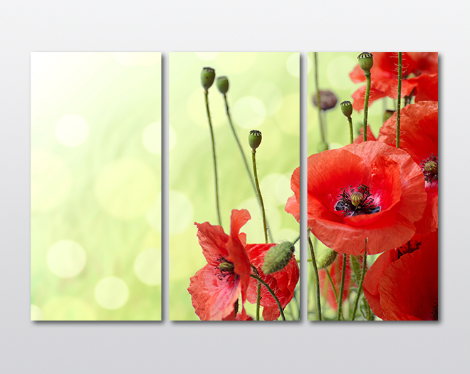 Модульная картина KIL Art Алый мак из трех частей 78x48 см (M3_M_147)