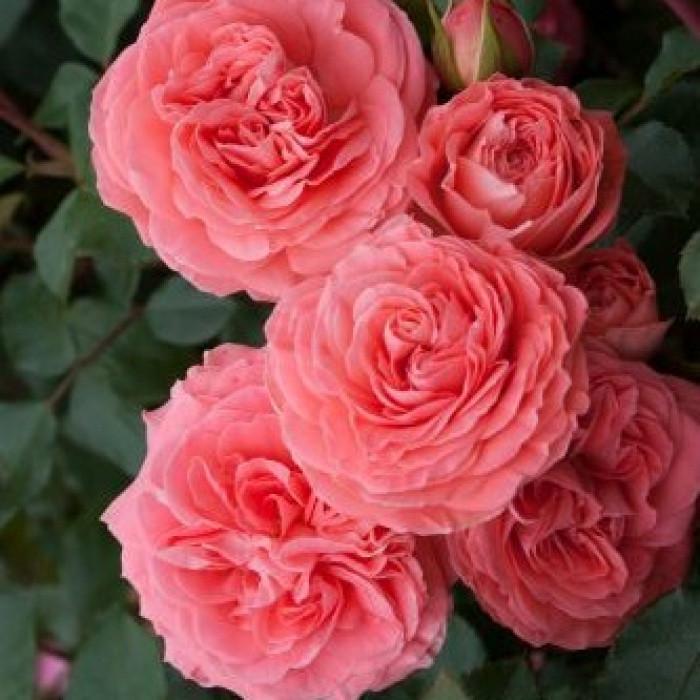 Роза Schackenborg Флорибунда (2669455775)