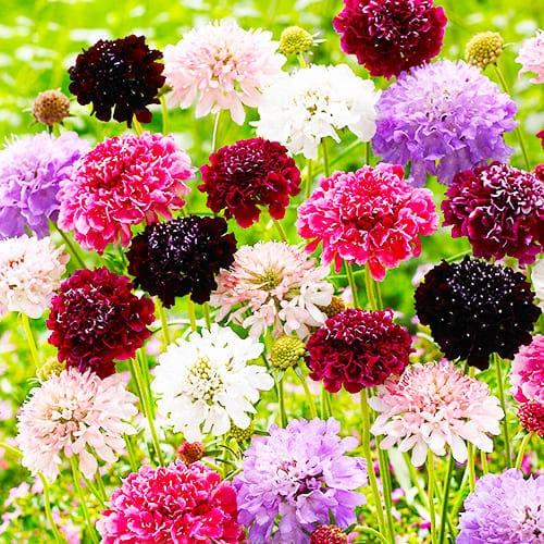 Насіння Скабіоза махрова Florium суміш Насіння Скабіоза махрова Florium суміш