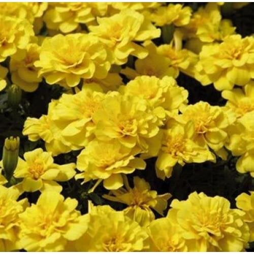 Семена цветов Benary Бархатцы отклонены Safari 50 шт. Yellow (BN06130-3)