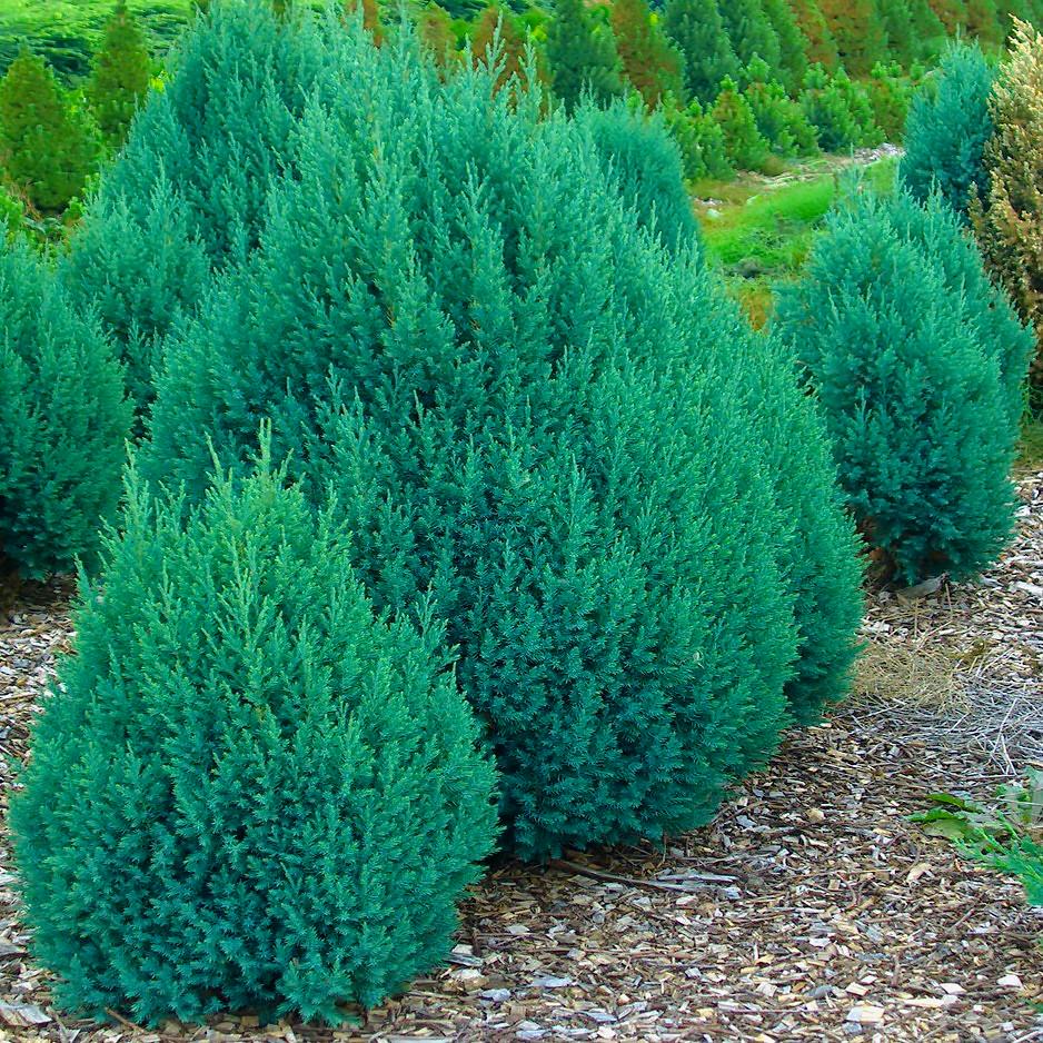 Саженец можжевельника китайского Juniperus chinensis Stricta Р9 (644889787) - фото 3 Саженец можжевельника китайского Juniperus chinensis Stricta Р9 (644889787) - фото 3