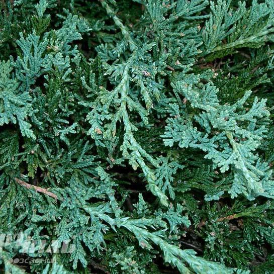 Саджанець ялівцю горизонтального Juniperus horizontalis Wiltonii Р9 (644871171) - фото 2 Саджанець ялівцю горизонтального Juniperus horizontalis Wiltonii Р9 (644871171) - фото 2