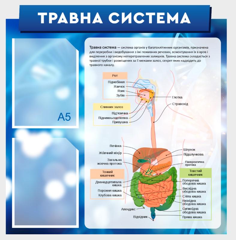 Стенд для учебных заведений "Травна система" 530х550 мм (КВ0009)