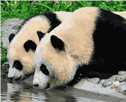 Картина по номерам Strateg Животные Панды на водопое 40х50 см в термопакете (VA-2130-mt)