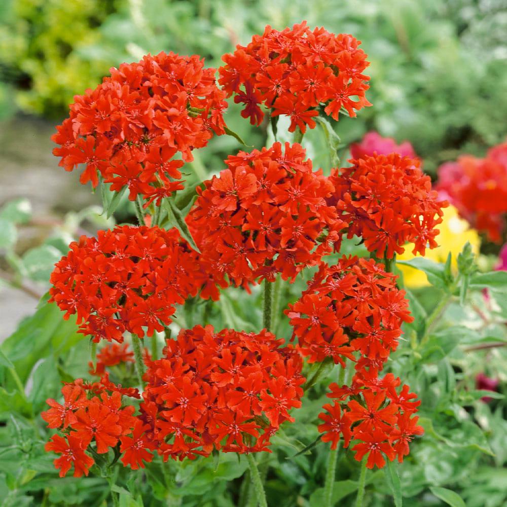 Семена цветов Лихнис Халцедонский 5 пак. (38274996)