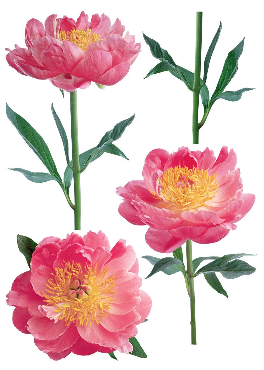 Декоративная наклейка Арт-Декор 8 Пионы 50х70 см (2000000480688)