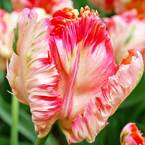 Тюльпан Florium ApricParr (11077) - фото 2 Тюльпан Florium ApricParr (11077) - фото 2