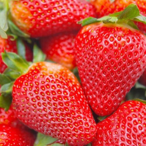 Саженец клубники Albion ремонтантная сочная (1417997639)