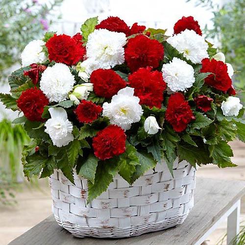 Бегония Florium Fimbriata Белый (2591)