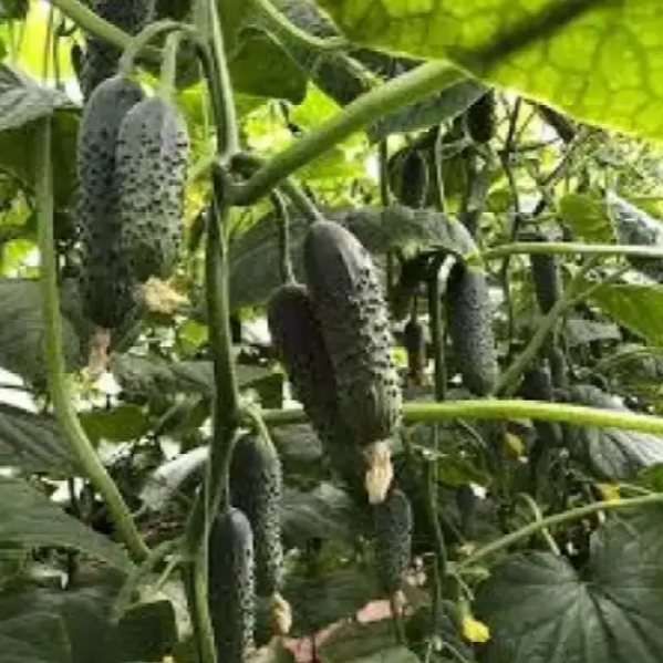 Семена Огурец Ромара F1 ТД Гекса-Украина 1000 шт. 01-18-344 (IR00518)