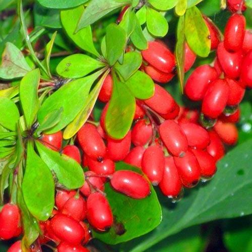 Сажанец Барбарис рубиново-красный Мозаика Mosaic премиальный морозостойкий сорт (48158)