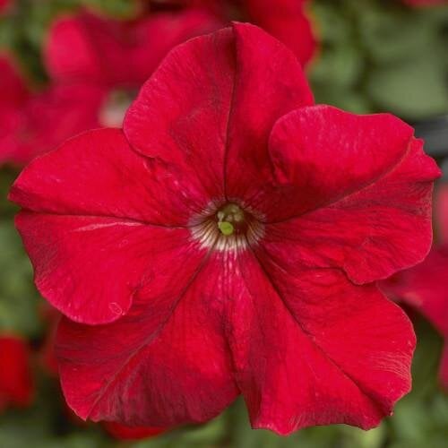 Семена цветов Петуния крупноцветковая Tritunia F1 Red Syngenta 1000 шт. (BN07476)
