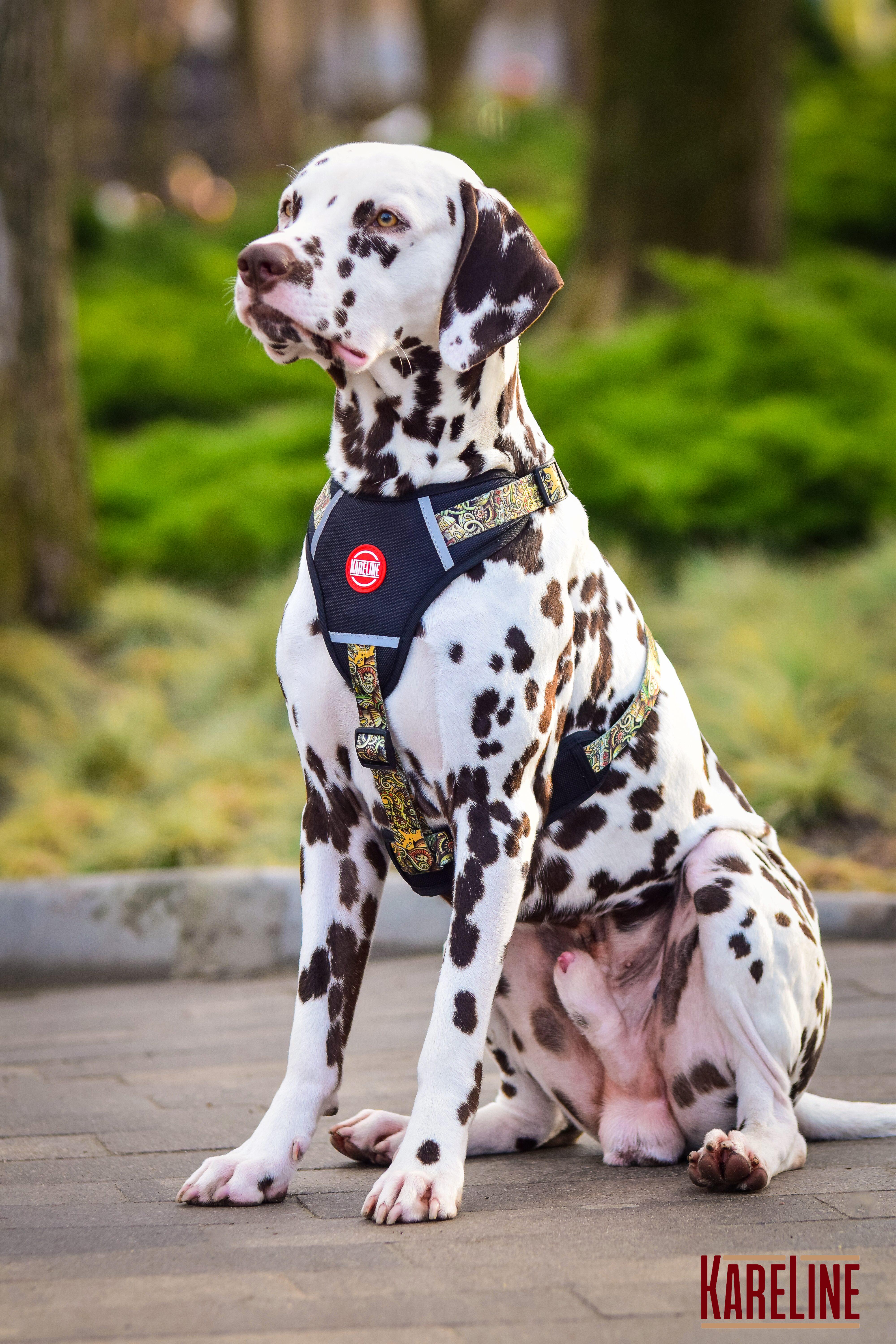 Шлея KareLine AFRIKA из нейлона с узором логотипом и пластиковой пряжкой 10 мм А 220-300 мм В 280-380 мм (0880/11) - фото 9 Шлея KareLine AFRIKA из нейлона с узором логотипом и пластиковой пряжкой 10 мм А 220-300 мм В 280-380 мм (0880/11) - фото 9