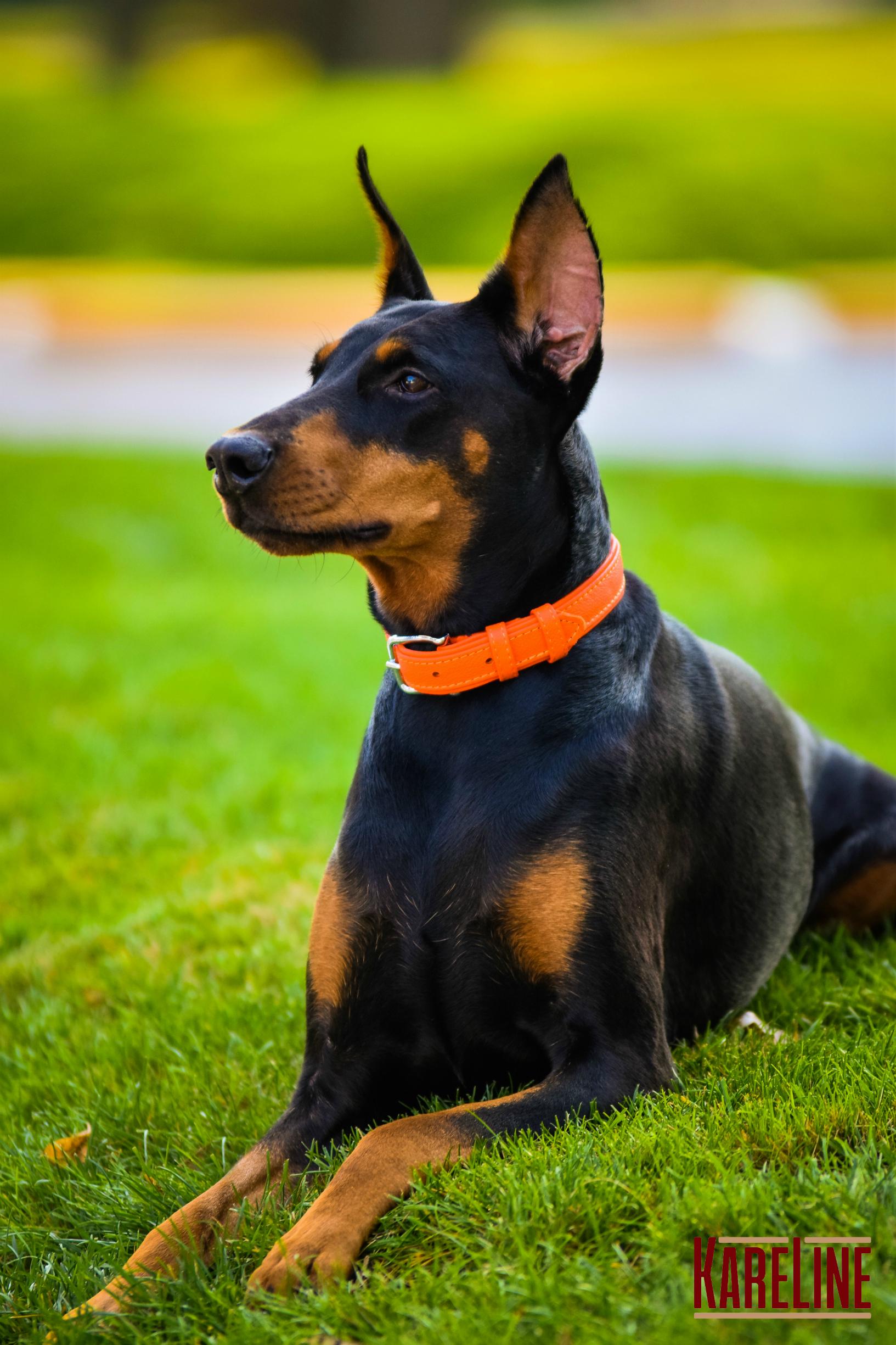 Ошейник KareLine из натуральной кожи 25 мм 380-470 мм Оранжевый (8071/11) - фото 4 Ошейник KareLine из натуральной кожи 25 мм 380-470 мм Оранжевый (8071/11) - фото 4