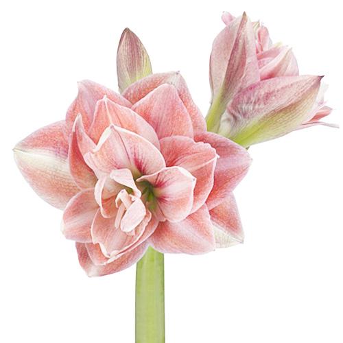 Амариліс Florium Pink Glory (16649)