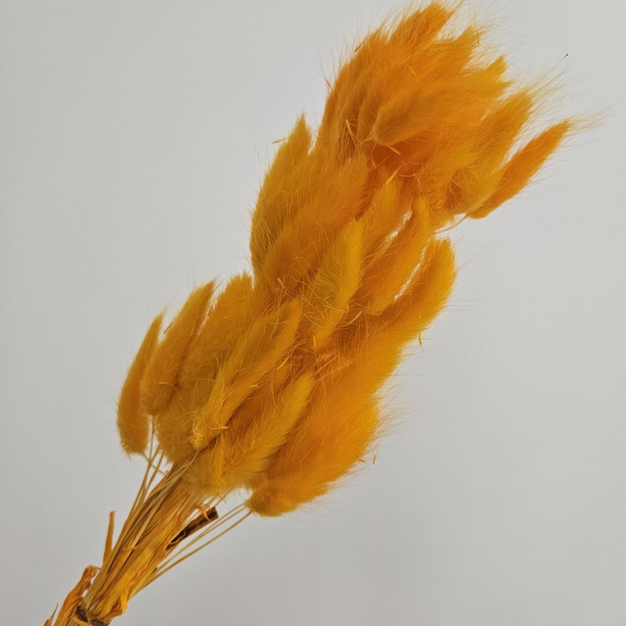 Сушеница лагурус 50 шт. Оранжевый (2444848069)