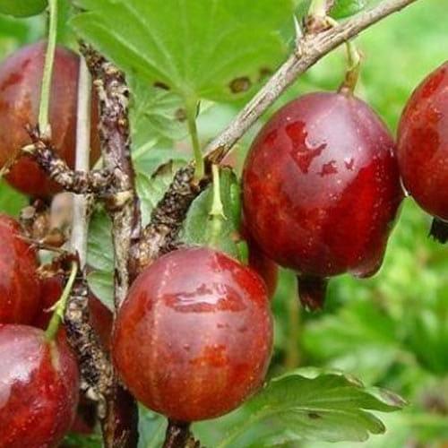 Сажанец Крыжовник Криспа средне-ранний срок созревания (181182) Сажанец Крыжовник Криспа средне-ранний срок созревания (181182)