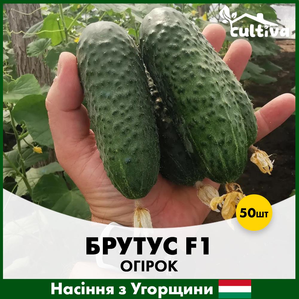 Семена огурца ZKI Брутус F1 50 шт. (R51017_50)