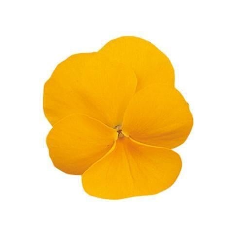 Семена цветов Виола рогатая Sakata Grandissimo Clear Yellow 500 шт. (BN07188-2)