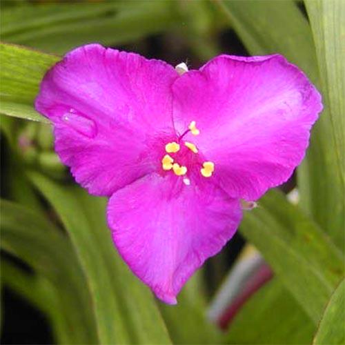 Традесканция Florium Rubra (4704)