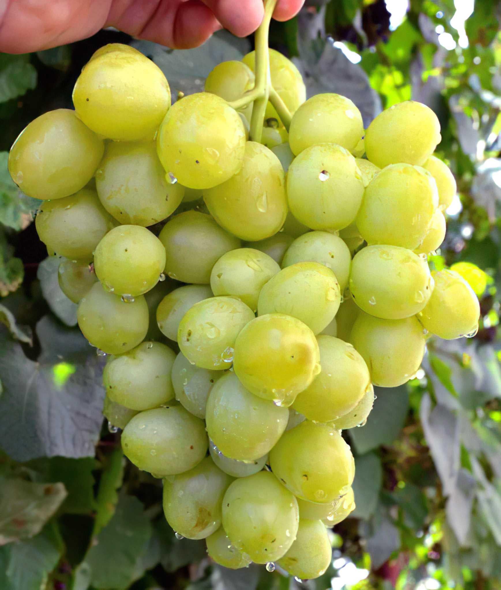 Саженец Виноград Дарья 3 шт. (38289417)