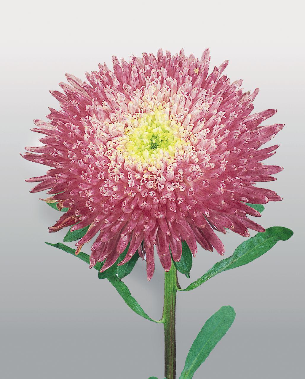 Насіння Астра Benary's Princess Crimson ТД Гекса-Україна 4835 100 шт. (IR003090)