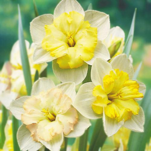 Нарцисс Florium Changing Colors (12664)