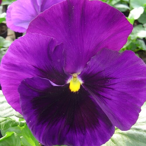 Насіння квітів Віола Xtrada Blue with Blotch Hem Genetics 100 шт. (BN09622-3)